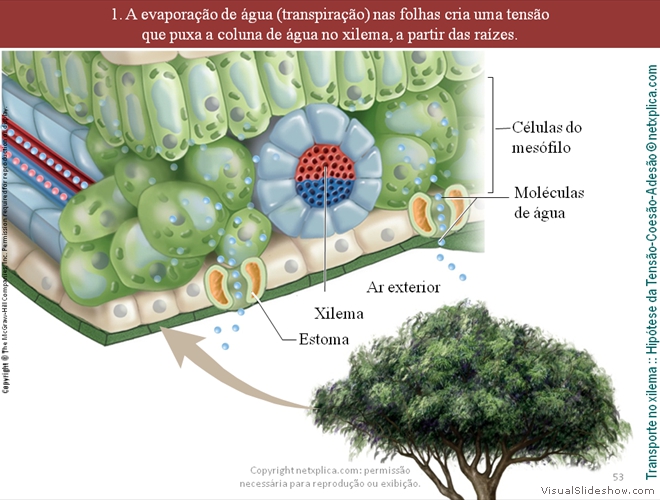 Diapositivo53