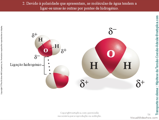 Diapositivo54