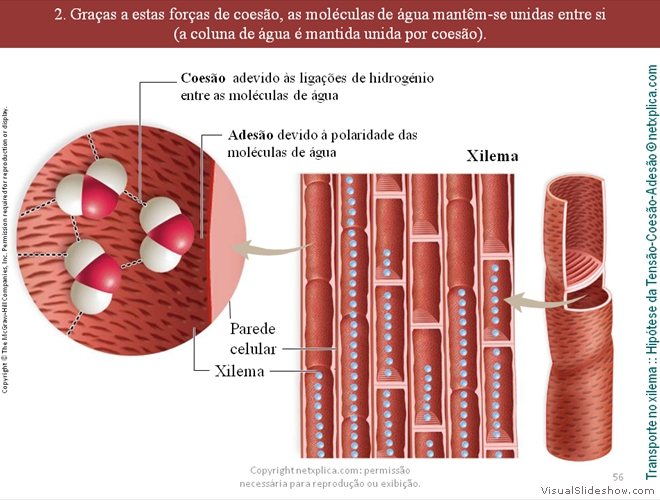 Diapositivo56