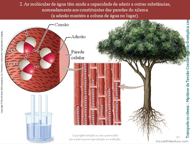 Diapositivo57