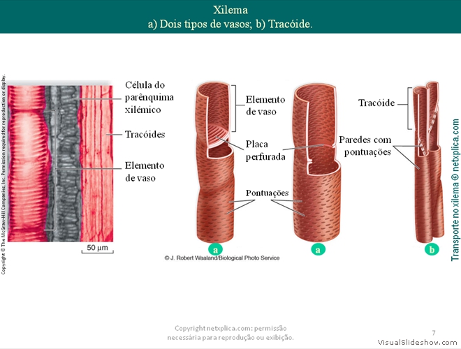 Diapositivo7