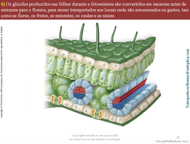 Diapositivo35