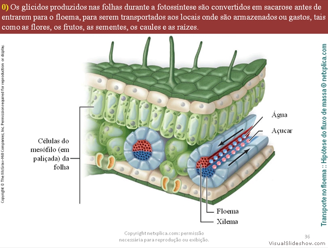 Diapositivo36