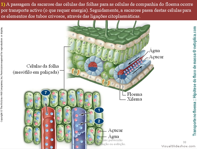 Diapositivo38