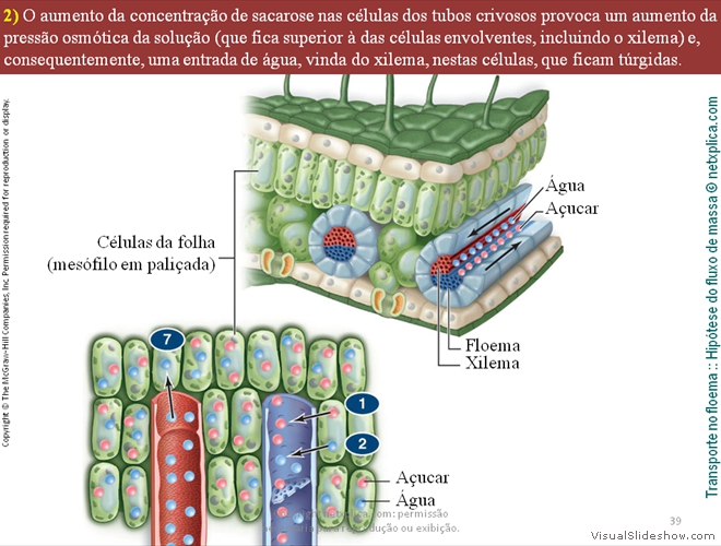 Diapositivo39