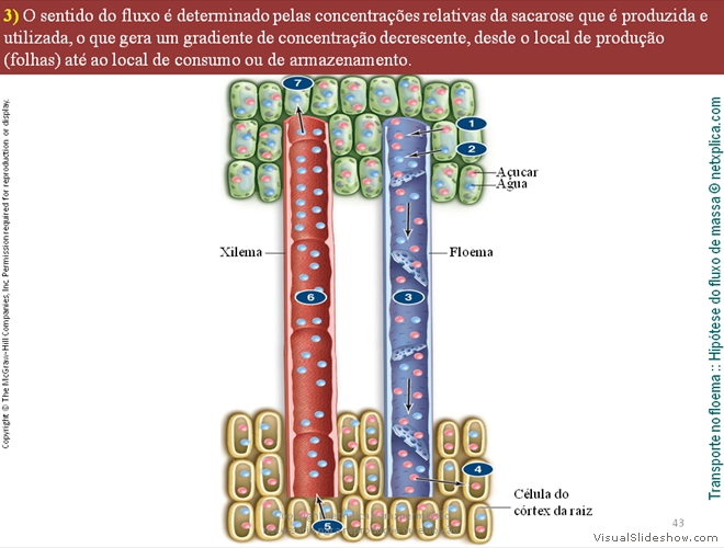 Diapositivo43