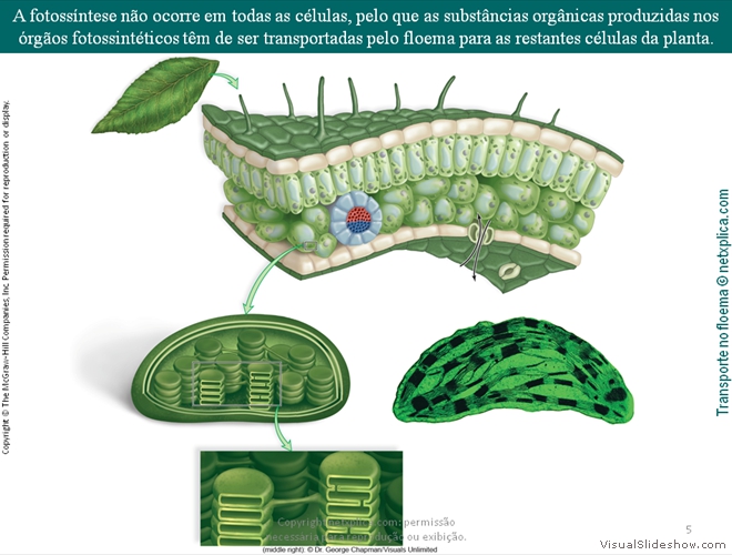 Diapositivo5