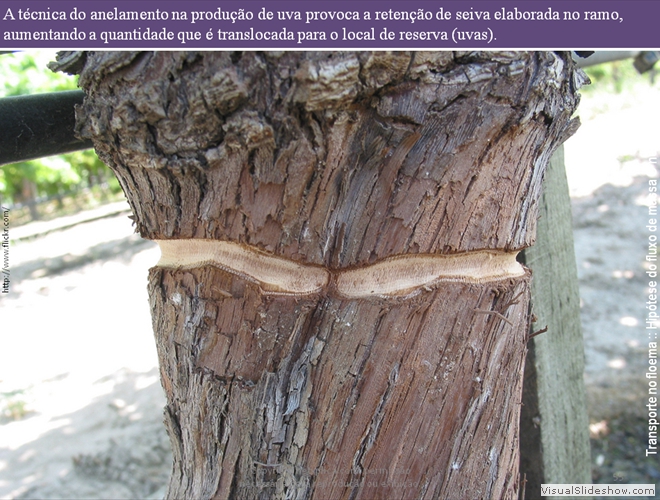 Diapositivo55