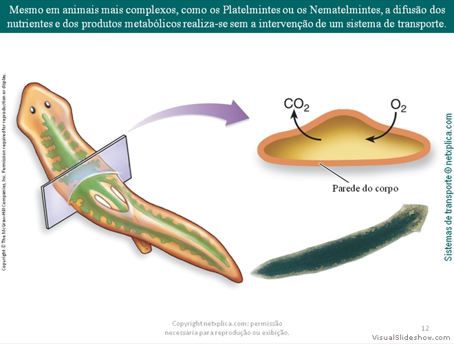 Diapositivo12