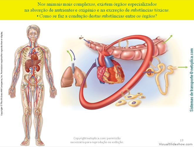 Diapositivo13