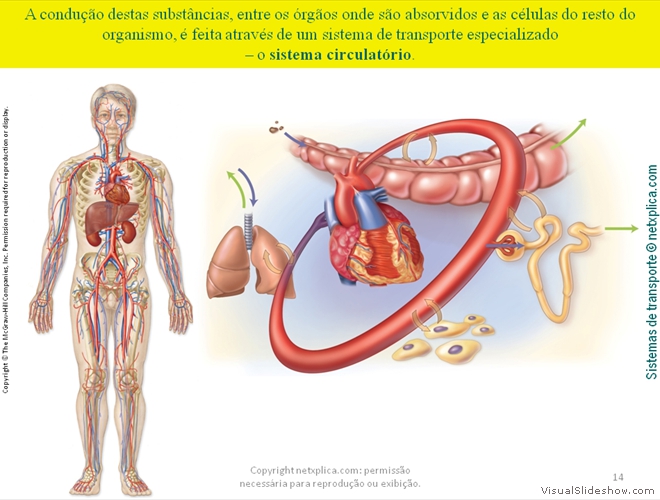 Diapositivo14