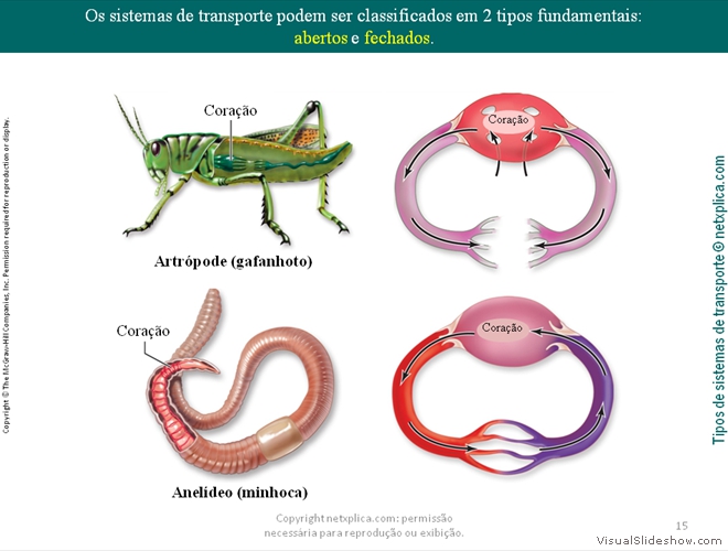 Diapositivo15