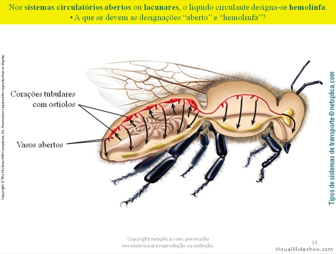 Diapositivo16