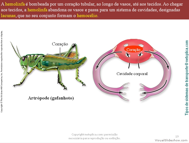 Diapositivo19