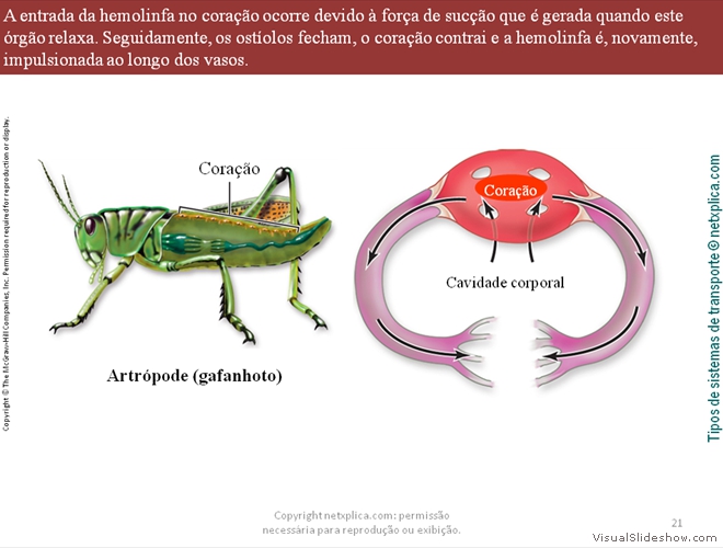 Diapositivo21