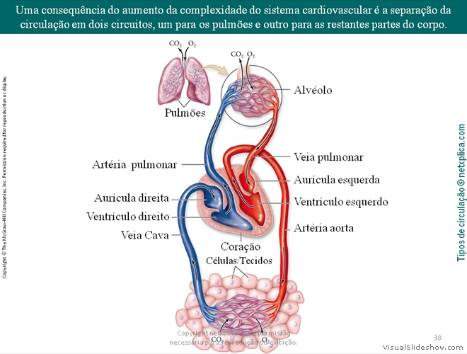 Diapositivo38