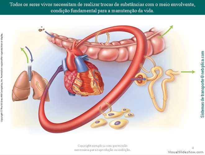 Diapositivo4