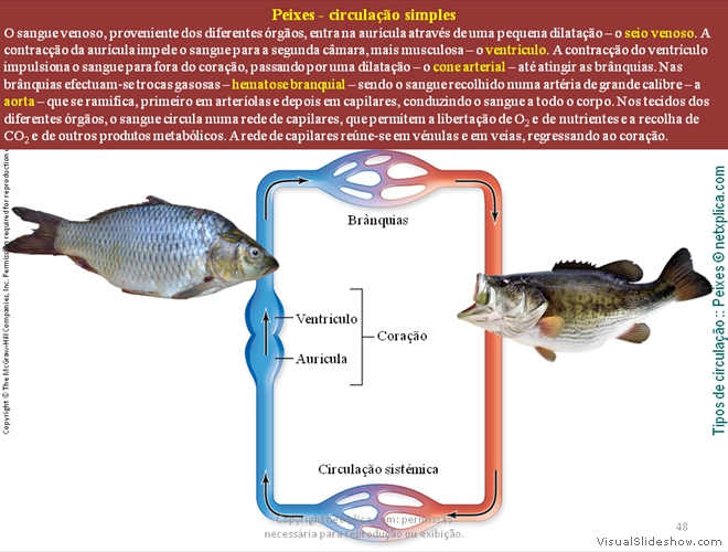 Diapositivo48