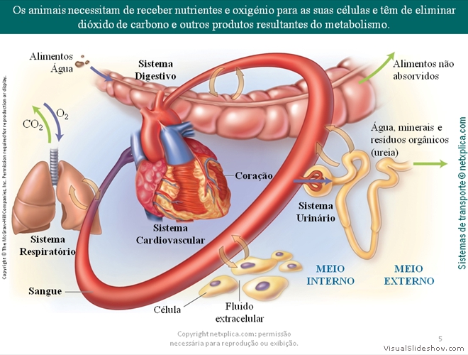 Diapositivo5