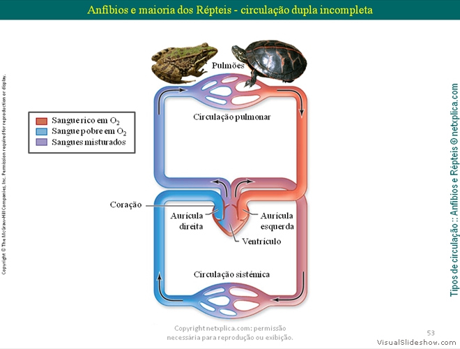 Diapositivo53