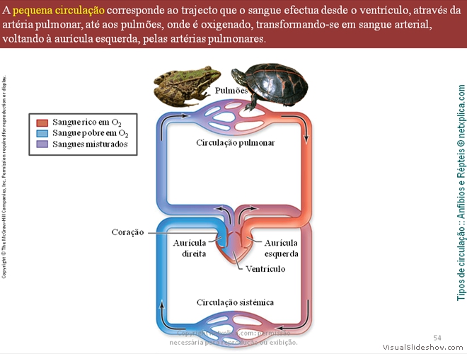 Diapositivo54