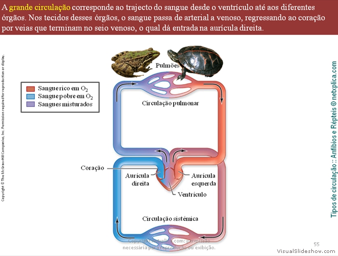 Diapositivo55