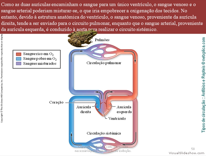 Diapositivo58