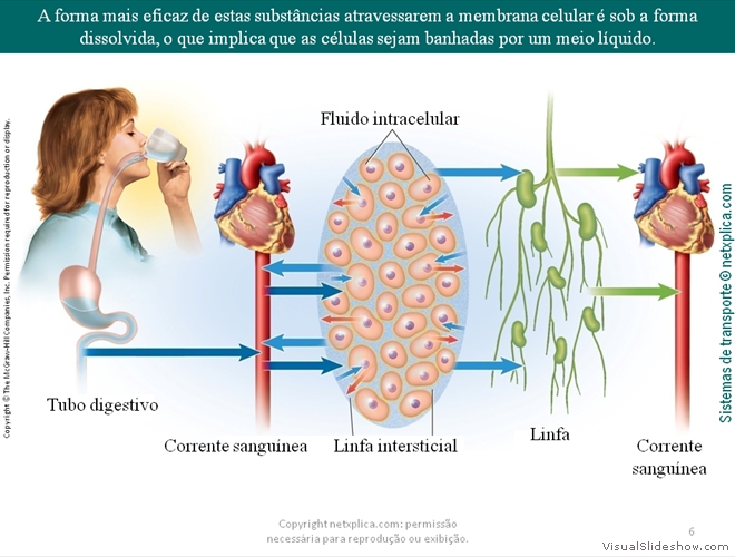 Diapositivo6