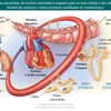 Diapositivo5