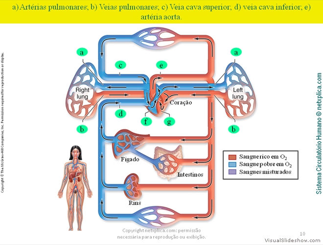 Diapositivo10