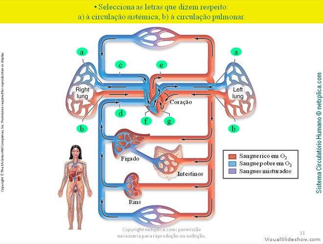 Diapositivo11