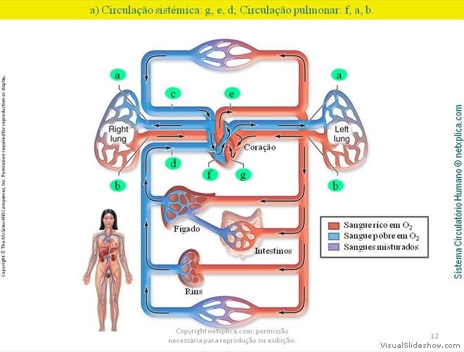 Diapositivo12