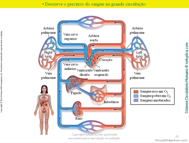 Diapositivo15