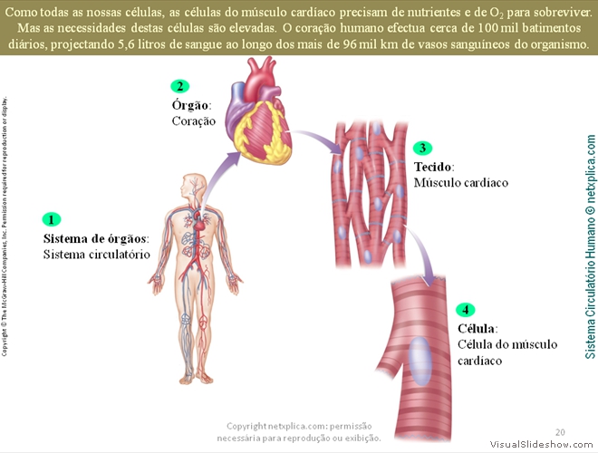 Diapositivo20