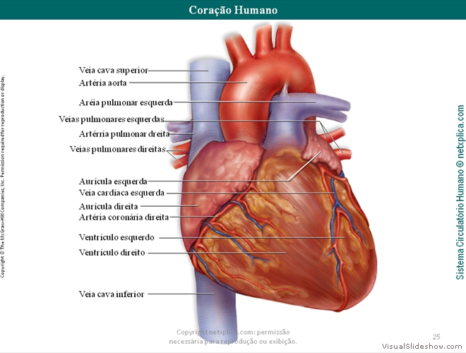 Diapositivo25