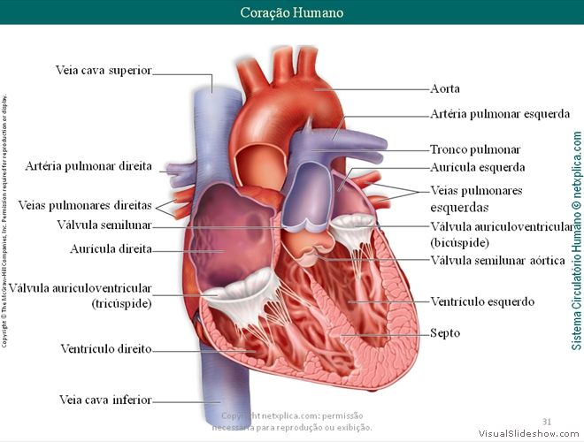 Diapositivo31