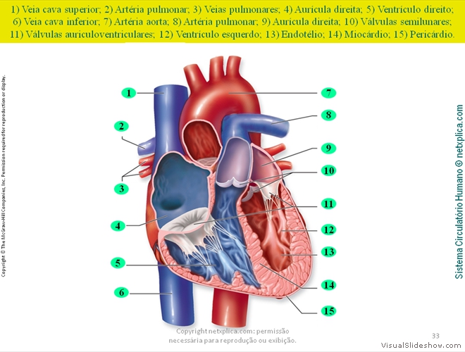 Diapositivo33