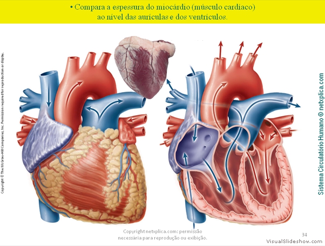 Diapositivo34