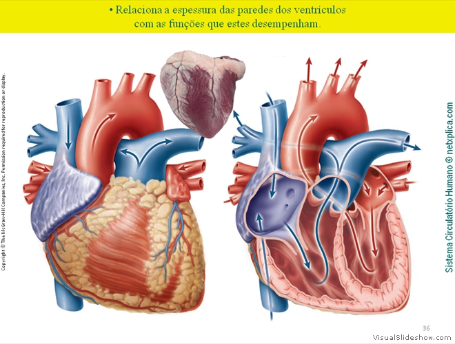 Diapositivo36