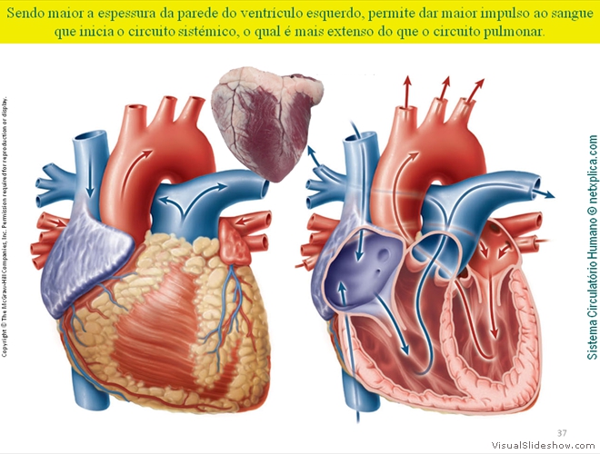 Diapositivo37