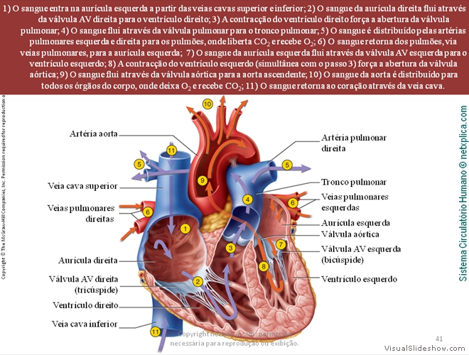 Diapositivo41