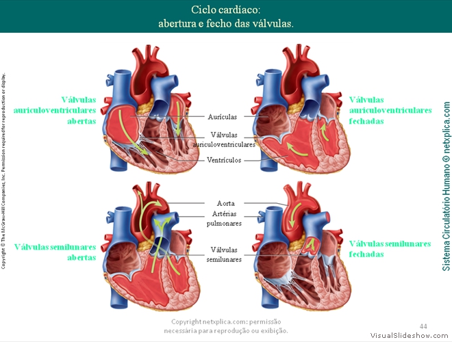 Diapositivo44