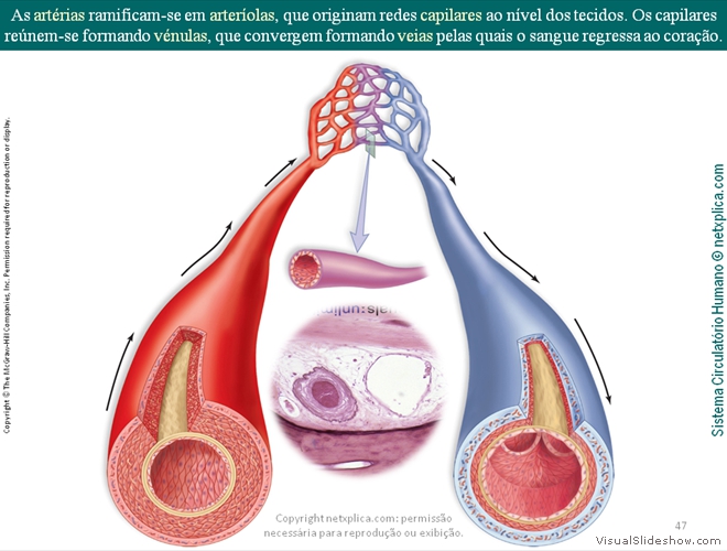 Diapositivo47