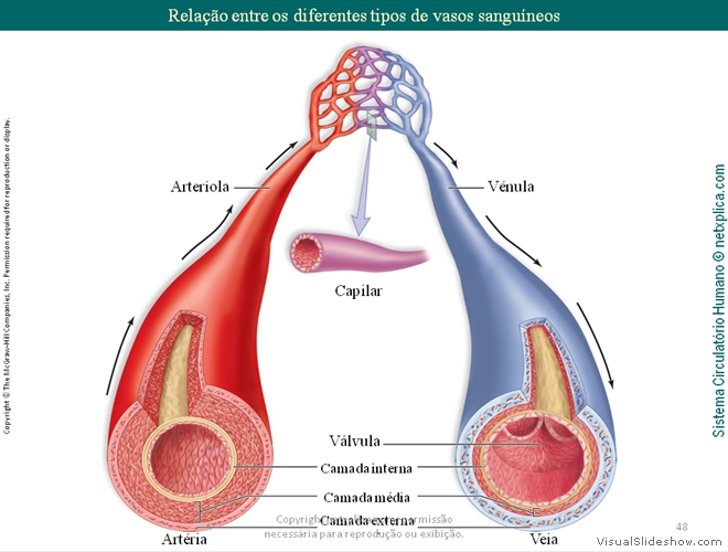 Diapositivo48