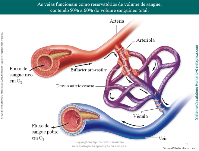 Diapositivo50