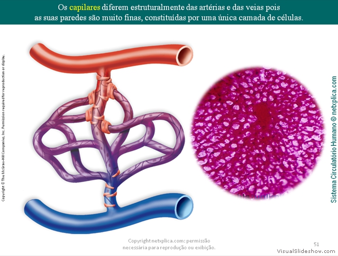 Diapositivo51