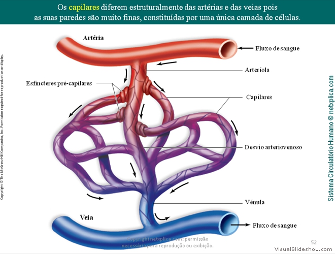 Diapositivo52