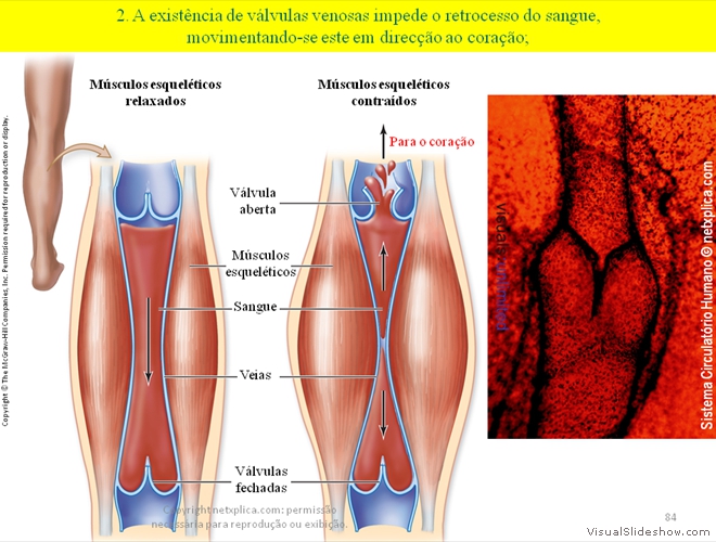 Diapositivo84