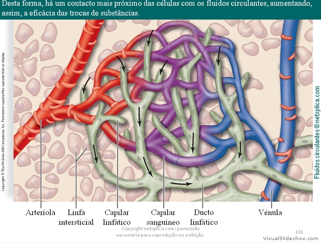 Diapositivo101