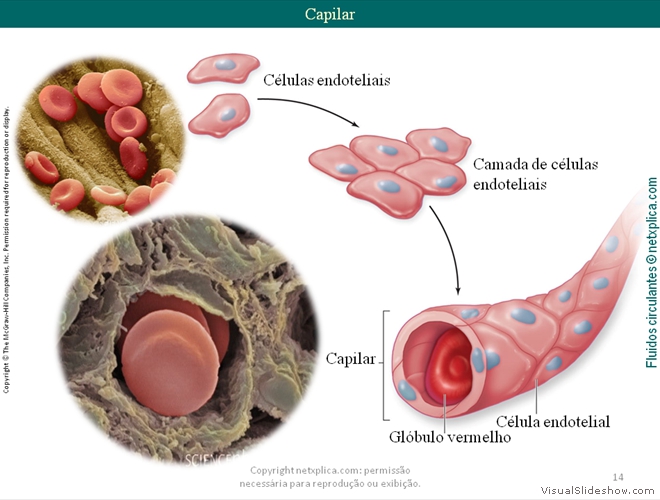 Diapositivo14